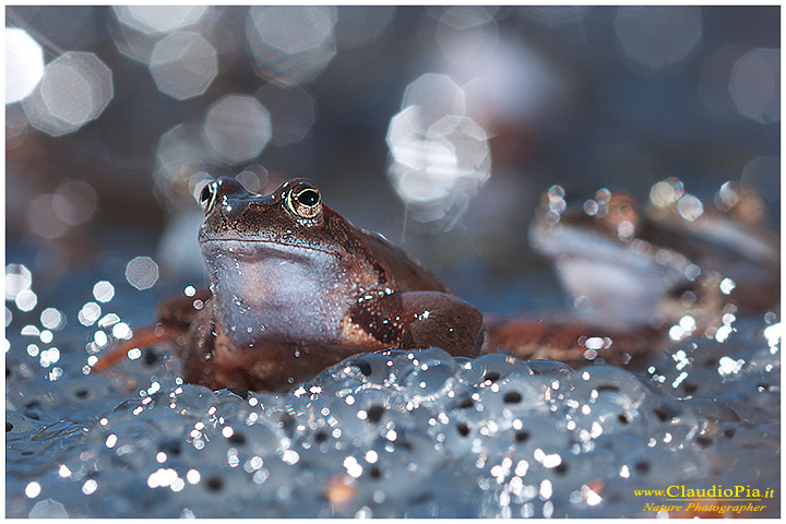 rana temporaria, rana alpina, common frog, rana_bermeja, val d Aveto, mating, deposizione uova, ovature